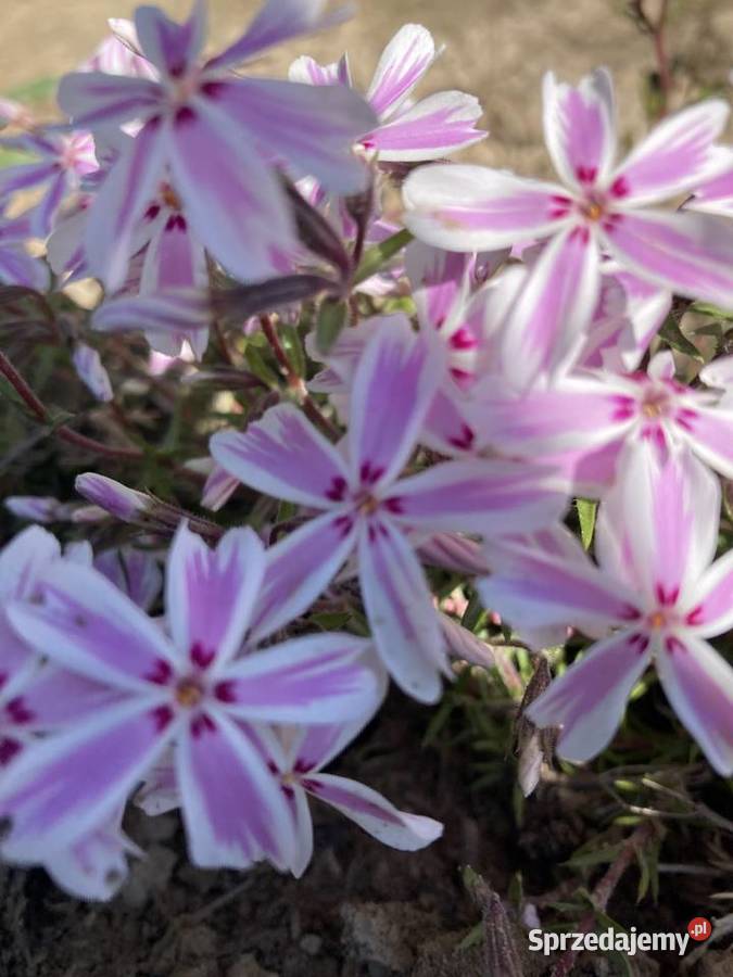 Floks mix kolorów zakwitnie na wiosnę Lublin