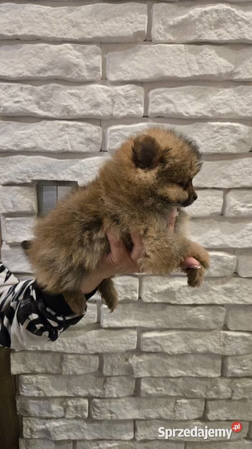 Szpic miniaturowy suczka