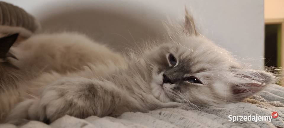 Arya kotka syberyjska neva masquerade łódzkie Wola Szydłowiecka sprzedam