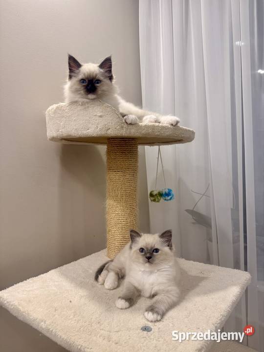 Kotki Ragdoll Olsztyn