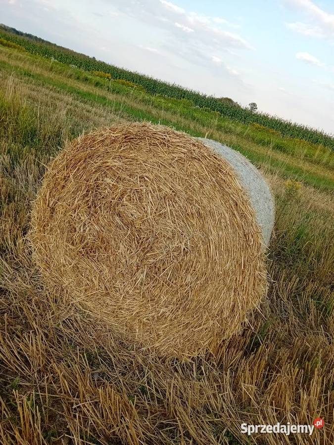 słoma tegoroczna Produkcja roślinna Jeżowe