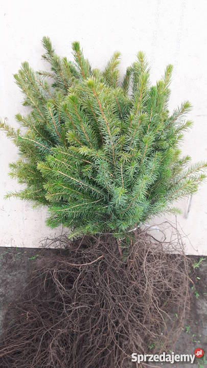 Thuja brabant 100 świerk srebrny jodła kaukaska Rybnik