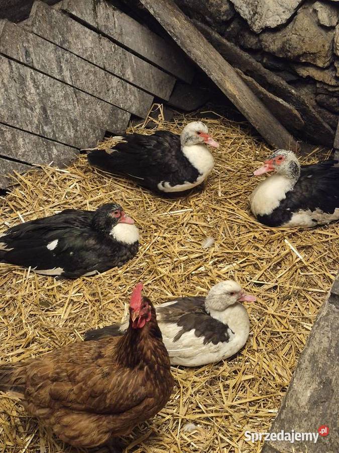 Kaczki Wola Filipowska sprzedam