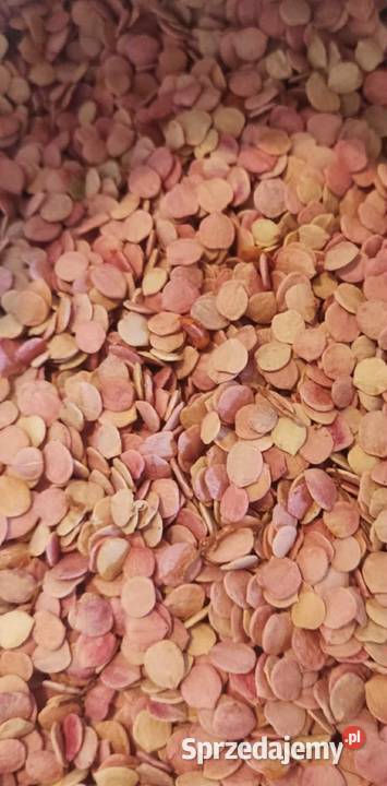 Kalina Koralowa Zbiór 2025r viburnum opulus Jasło