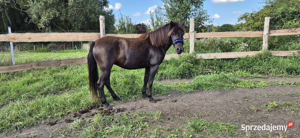 Kara klacz huculska 45 roku HROBY Pyrzyce