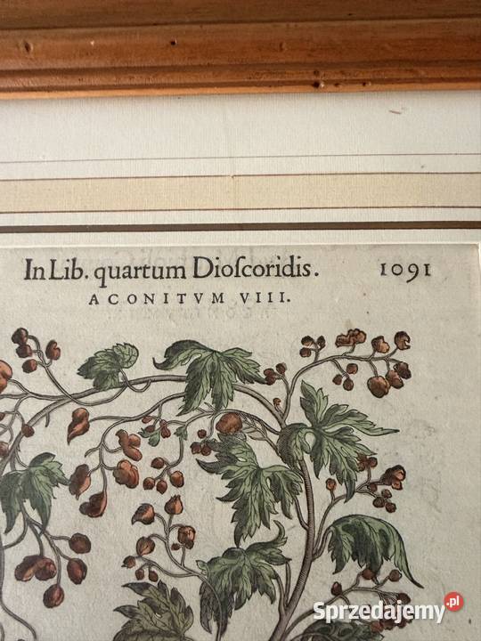 Antyczny Miedzioryt 1563 Oryginalny Starodruk Czerwionka-Leszczyny sprzedam