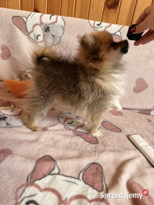 Szpic miniaturowy gotowy na zmianę domku śląskie Częstochowa