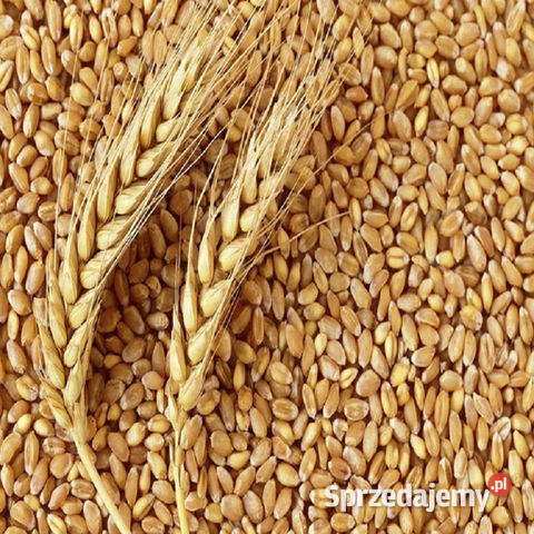 Ziarno pszenicy Zboża Szczecin