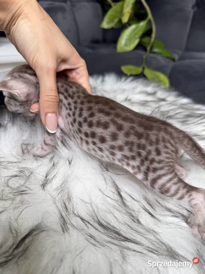 Czekoladowa samica Savannah F6 Kraków