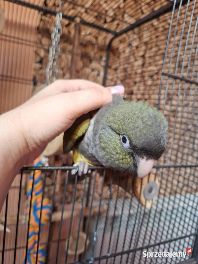 OSWOJONA ręcznie karmiona patagonka śląskie Wilamowice