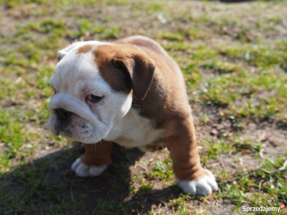 Buldog Angielski suczka Skierniewice