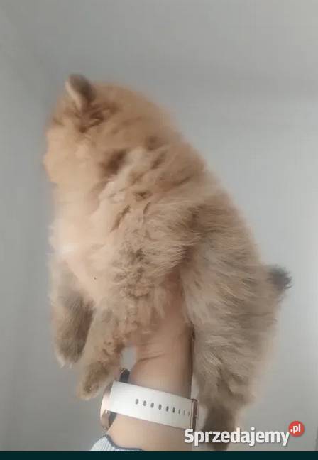 szpic miniaturowy suczka Skalbmierz