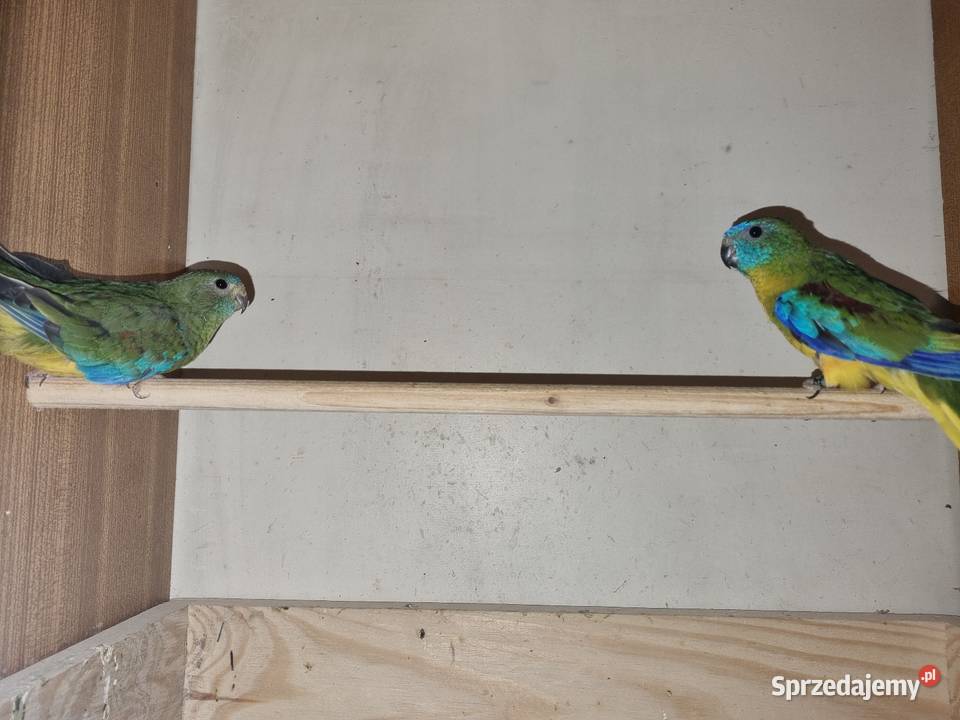 Łąkówka turkusowa