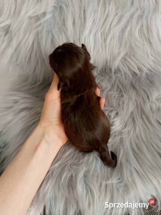 Piękny czekoladowy piesek rasy ShihTzu Zwierzęta sprzedam