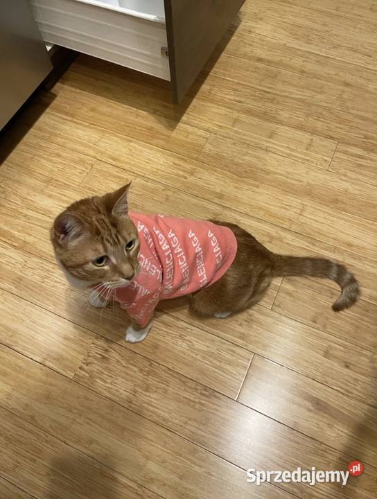 Nowy sweterek ubranko psa Balenciaga XS2XL Dla psów Warszawa