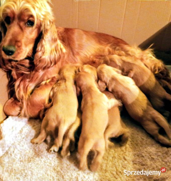 Cocker spaniel złoty Przewrotne