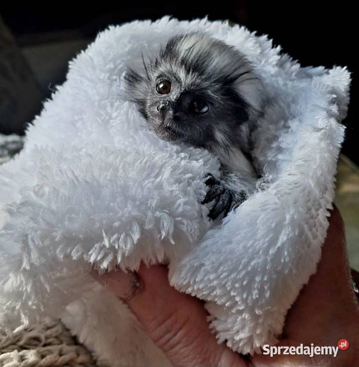 Tamaryna białoczuba Saguinus oedipus młode Katowice