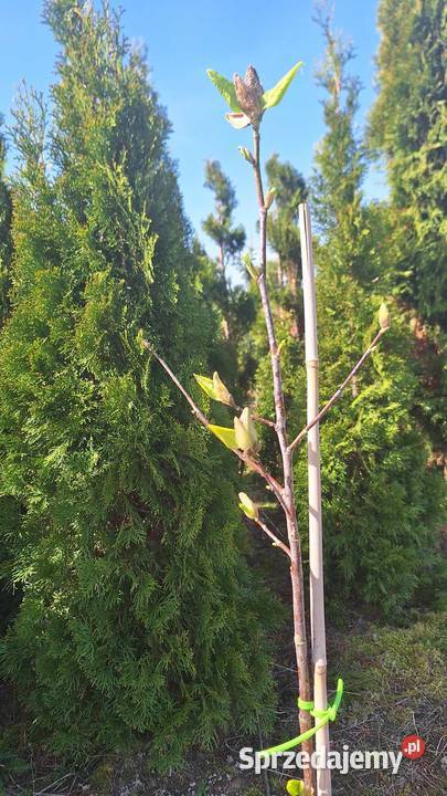 Magnolia Detal 120 Grójec