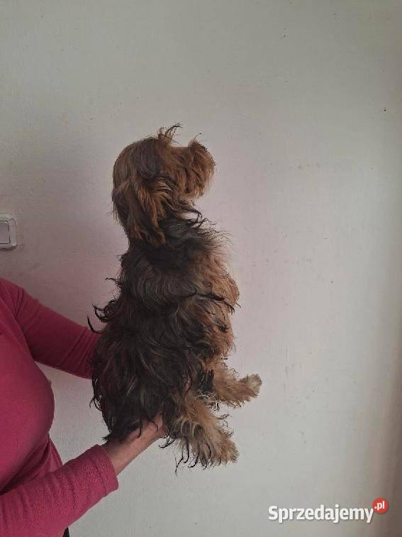 York Terrier świętokrzyskie