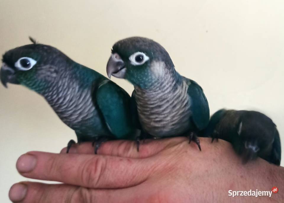 Papugi ręcznie karmione Ptaki małopolskie Kraków