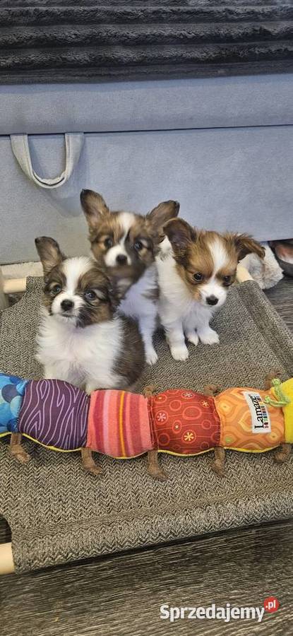 Papillon FCIZKWP Spaniel Kontynentalny Jelenia Góra