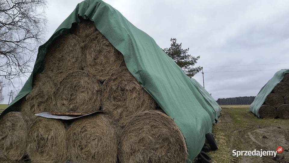 Siano w belach 120 z poprzedniego sezonu Rekowo Lęborskie