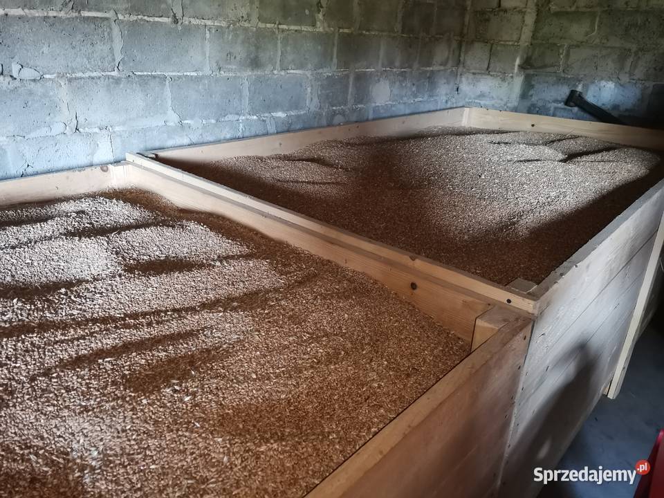 Pszenica ozima Wilejka centrali świętokrzyskie Masłów Drugi