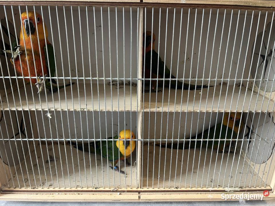 Konury słoneczne Zachowice