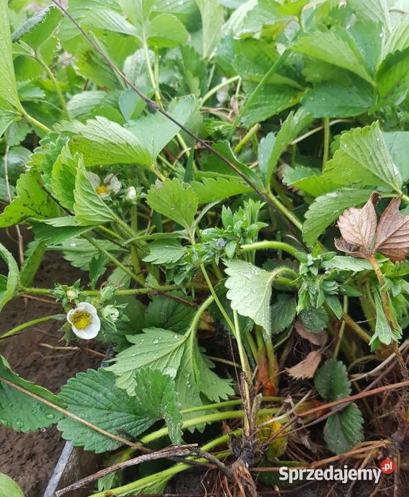 Sadzonki truskawek honeoye wielkopolskie Tuliszków sprzedam