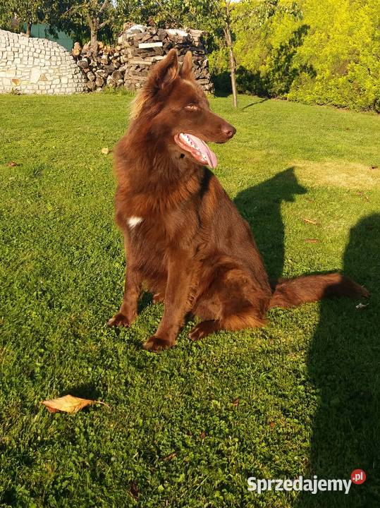 Owczarek niemiecki Black i Liver opisie Świerklany