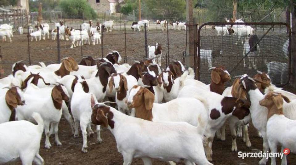 Buy Boer Goats Online Export Quality Breeding sprzedam