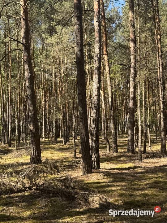Sprzedam las z gruntem Prosna sprzedam