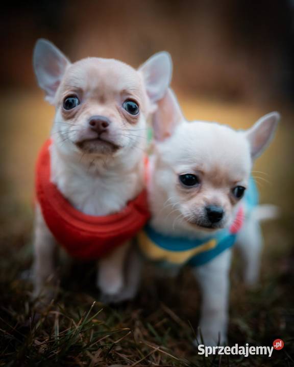 Szczenięta Chihuahua FCI Wwy Duży Dół sprzedam