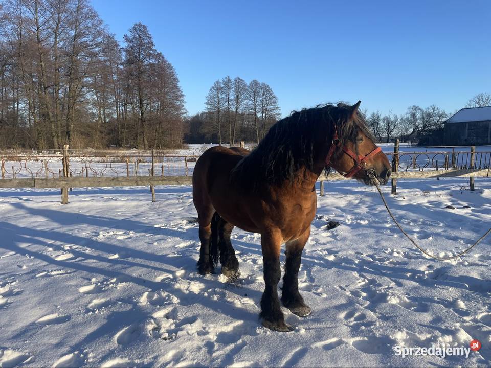 ogoer zimnokrwisty sokólski sprzedam
