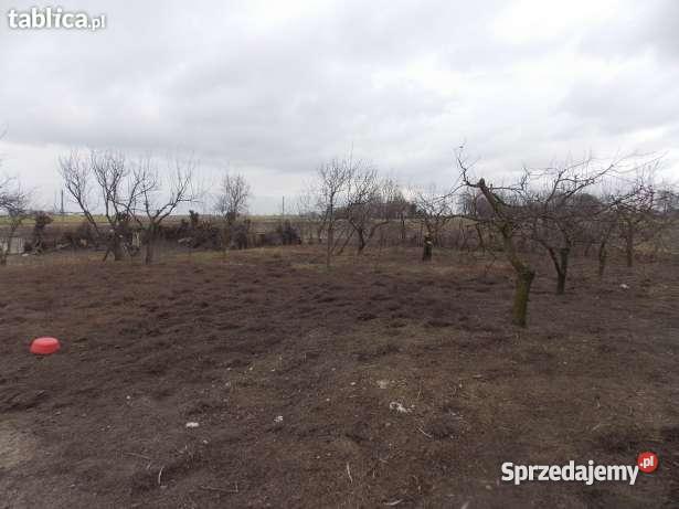 Siedlisko w Zagajewicach gm Osięciny Dom z zabu 1563zł/m2 Osięciny