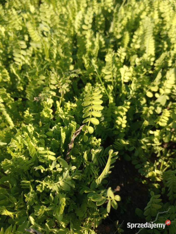 Seradela ekologiczna z certyfikatem Ekogwarancja