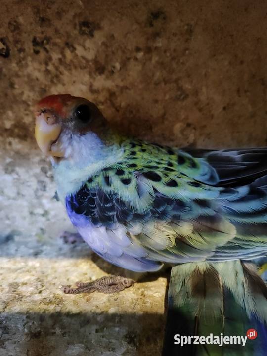 Papugi rozella bladoglowa Bochnia