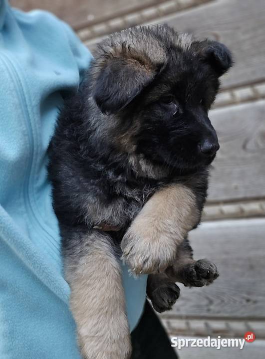 Owczarek Niemieck Długowłosy szczeniak Sułkowice