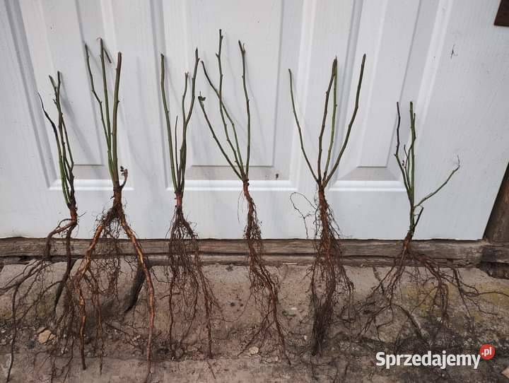 Sadzonki drzewek liściastych Lublin sprzedam