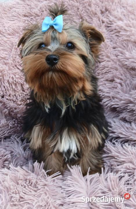 samiec york Yorkshire terier samczyk złoto Rzeszów