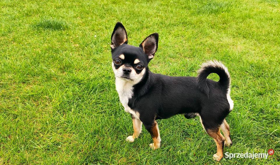 Reproduktor chihuahua krótkowłosy ZKwP FCI Świnoujście