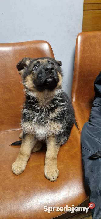 Owczarek niemiecki krótkowłosy Grodziec sprzedam