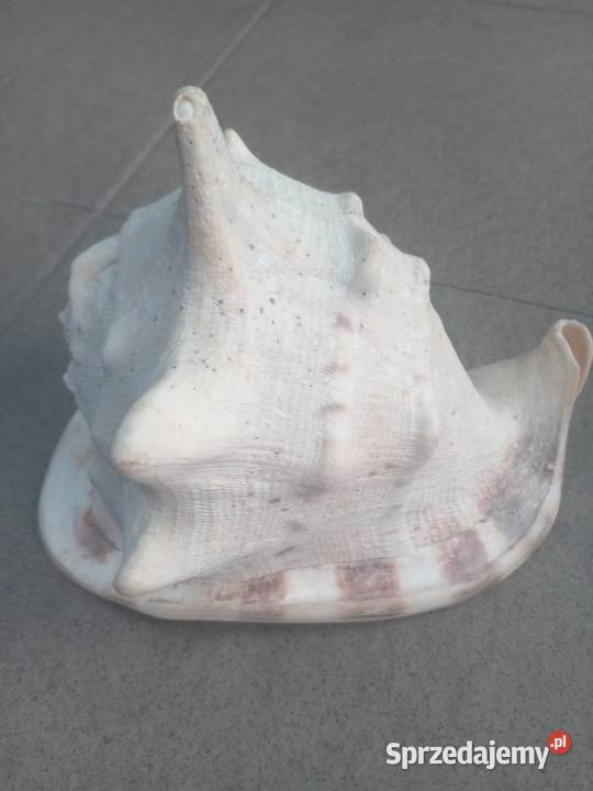 Muszla morska duża Gdańsk