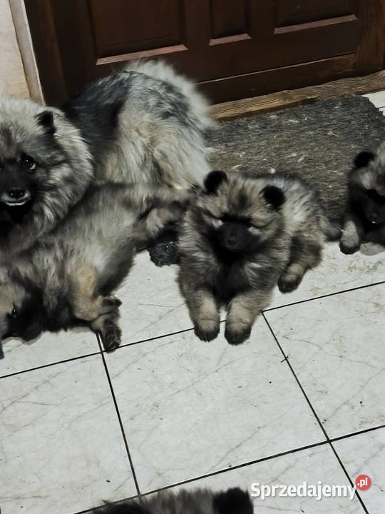 Szpic wilczy szczeniaki suczki i psy Brzeziny