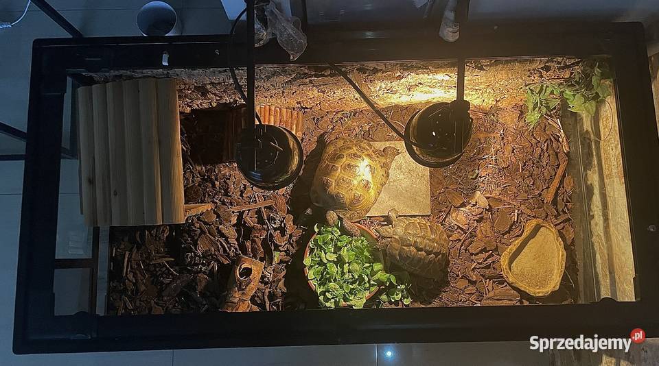 Zestaw 2 żółwie terrarium ReptiZoo z zachodniopomorskie Koszalin