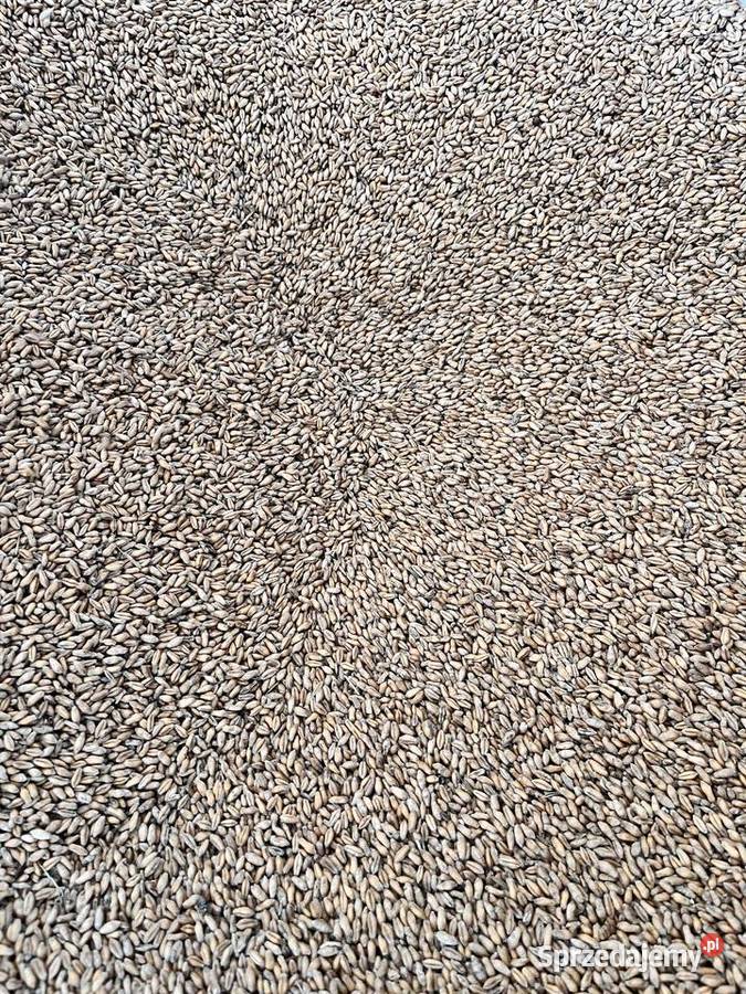 Pszenżyto Mąchocice Kapitulne