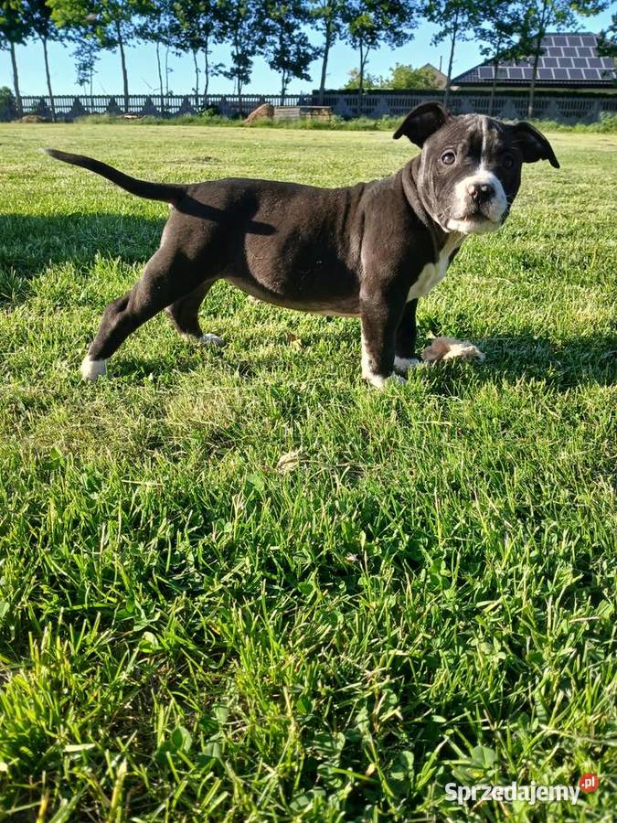 American Staffordsihre Terrier szczeniak
