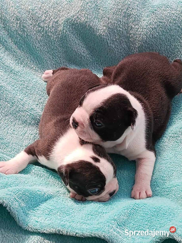 Boston Terrier wielkopolskie Ostrów Wielkopolski