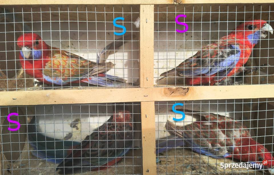 Rozelle królewksie Ptaki Jaworowa