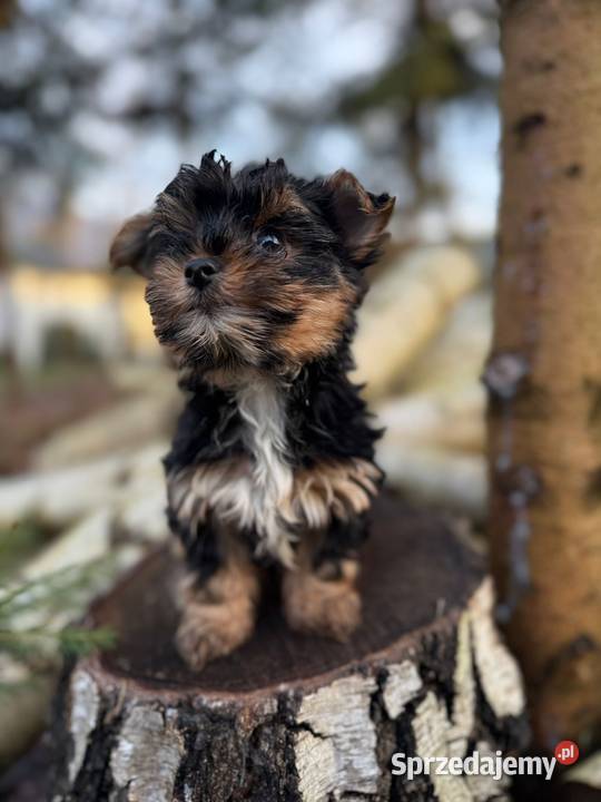 Piękny piesek York XXS z rodowodem małopolskie
